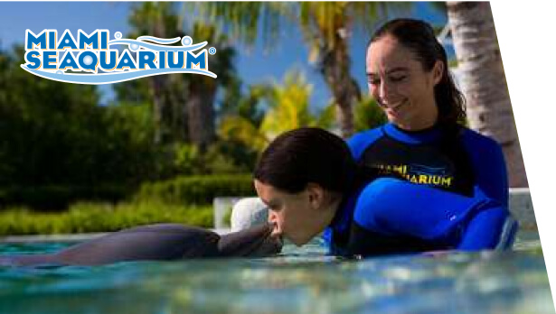 Dolphin Encounter